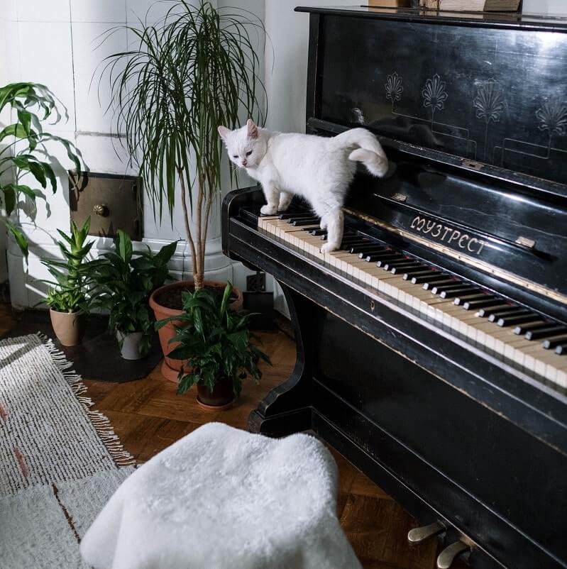 Cat walking on a piano